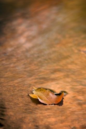 Abstract;Abstractions;Autumn;Fall;Foliage;Gold;Leaf;Leafy;Leaves;Orange;Patterns;Reflection;Reflections;Seasons;Shapes;Textures;Vein